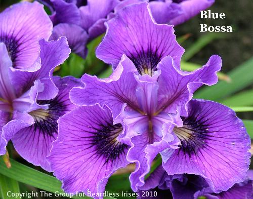 Blue Bossa